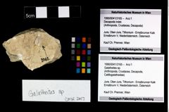 Foto (Objekt + Etikett) von Galatheites sp.  (NHMW-GEO-1990-0041-3165)